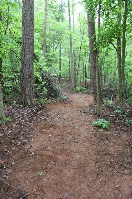 A narrow, winding dirt path leads through a lush green forest, flanked by tall trees and abundant foliage. The ground is covered with leaves and soft earth, creating a tranquil natural setting. Paynes Creek mountain bike trail.