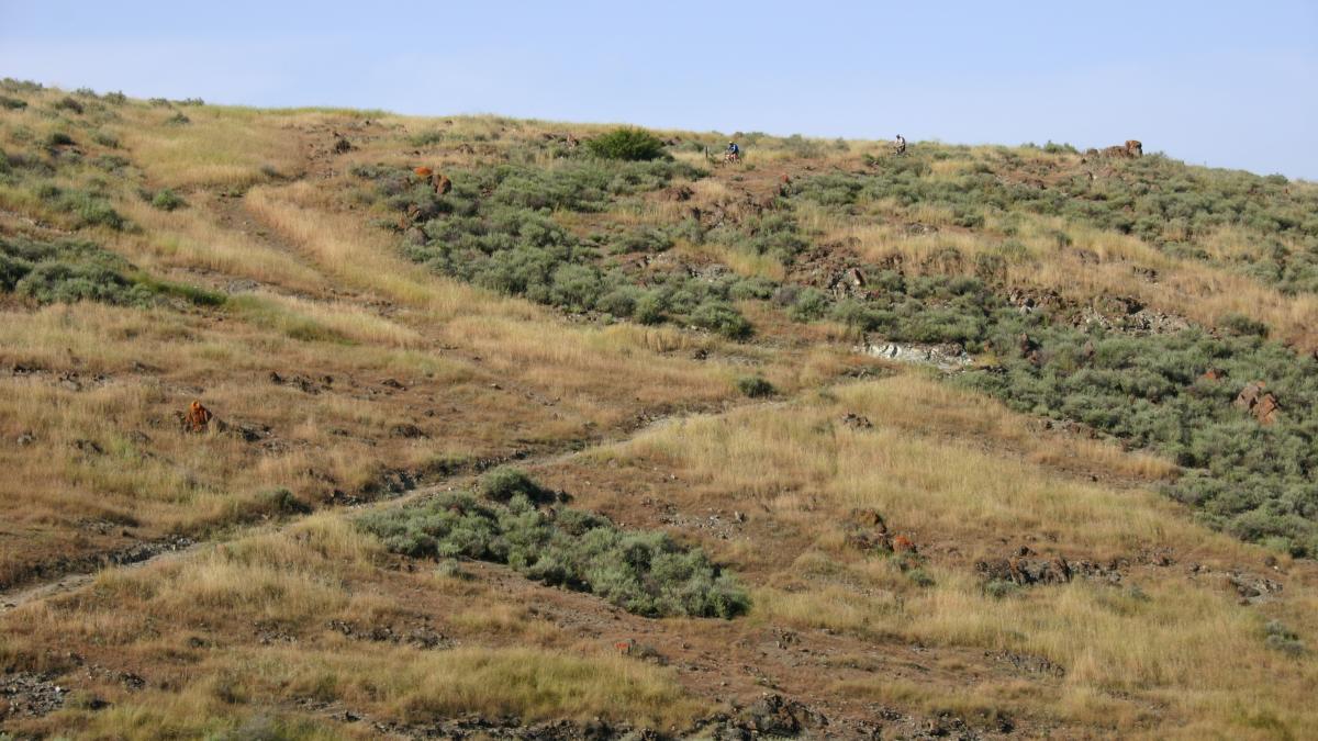A panoramic view of a grassy hillside featuring a winding dirt path, rocky terrain, and patches of sagebrush. The landscape is mostly dry with golden grass and hints of green from the shrubbery, under a clear blue sky. In the background, a few small figures can be seen working on the hillside. Santa Teresa Park mountain bike trail.