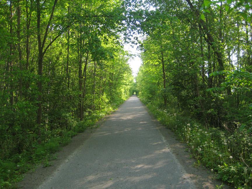 A peaceful, tree-lined pathway surrounded by lush green foliage, leading into the distance. The path appears to be made of gravel or packed earth, flanked by wildflowers and grass on either side, creating a serene natural setting. Midland/tay Trail System mountain bike trail.