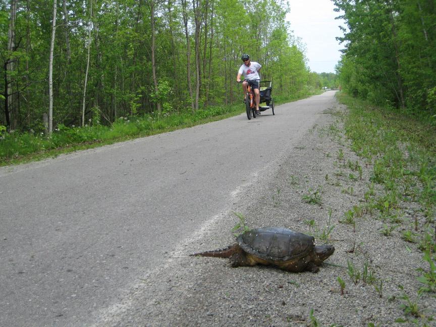 A turtle on the gravel edge of a pathway, with a cyclist riding in the background. The scene is surrounded by lush green trees, indicating a natural outdoor setting. Midland/tay Trail System mountain bike trail.