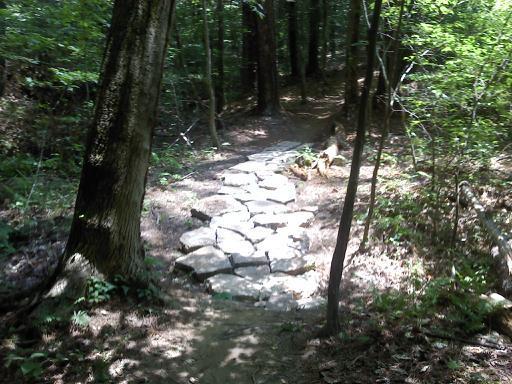 A rocky pathway leads through a lush green forest, surrounded by tall trees and underbrush. The stones form a natural trail, winding into the dense foliage of the woods. Sunlight filters through the leaves, creating a dappled effect on the ground. Big Creek mountain bike trail.