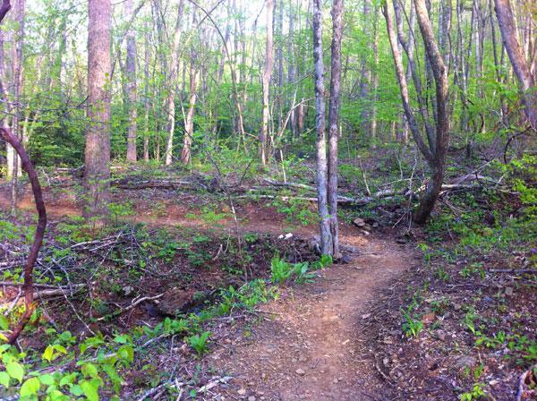 A winding dirt path through a lush green forest, surrounded by tall trees with budding leaves. The underbrush is dotted with wild plants and fallen branches, creating a natural and tranquil setting. Rocky Knob Park mountain bike trail.