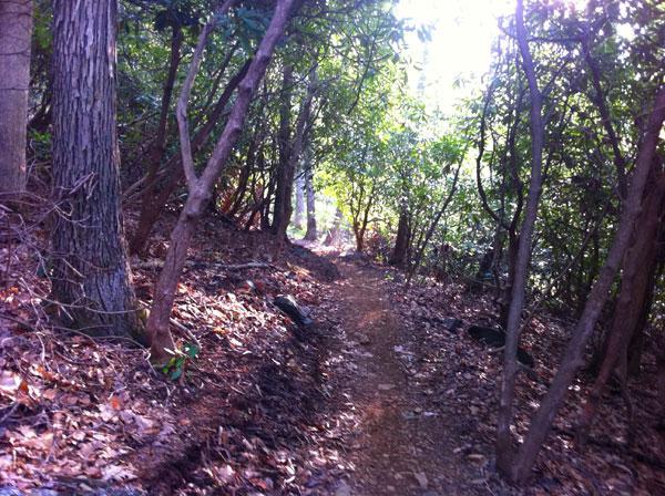 A narrow dirt trail winding through a lush, green forest, surrounded by tall trees and dense undergrowth, with sunlight filtering through the foliage. Rocky Knob Park mountain bike trail.