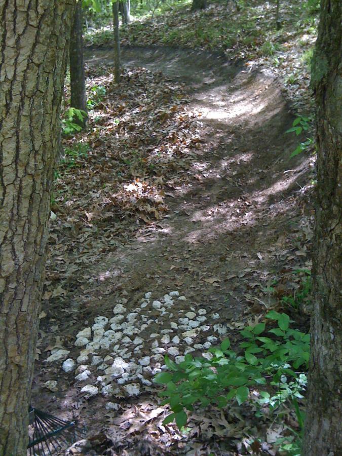 A dirt trail winding through a forest, surrounded by green foliage and scattered leaves. In the foreground, a cluster of white mushrooms is visible on the ground. Two trees frame the scene, adding to the natural setting. Kit Mcconnico Lost Arrow mountain bike trail.