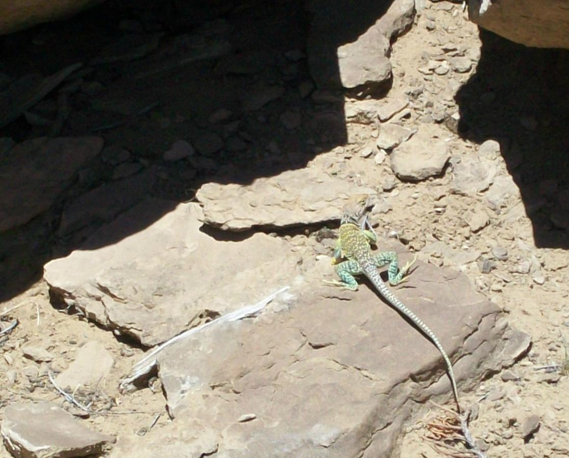 A lizard with a green and yellow patterned body resting on a rocky, sandy surface in a sunlit area. The surrounding terrain has scattered stones and dirt. High Desert Trail System mountain bike trail.
