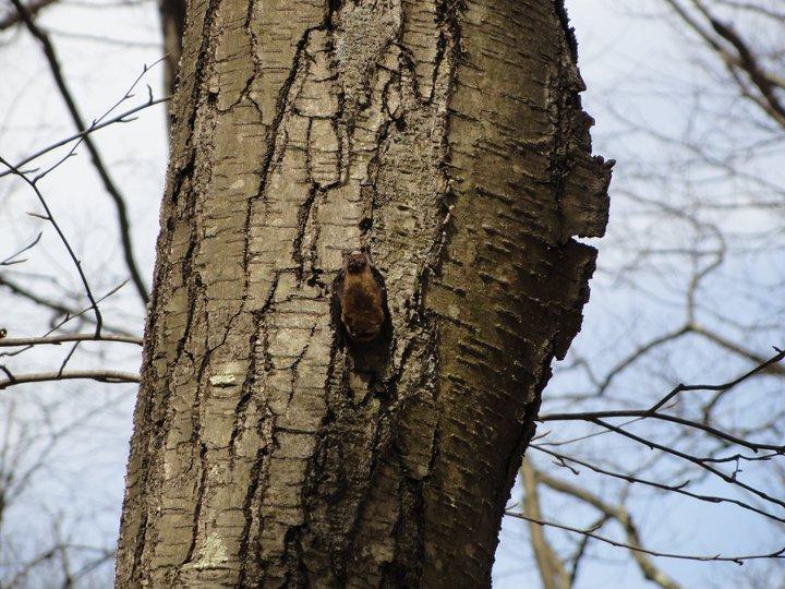 A bird clinging to the rough bark of a tree, surrounded by branches and a clear sky. Blue Hills mountain bike trail.