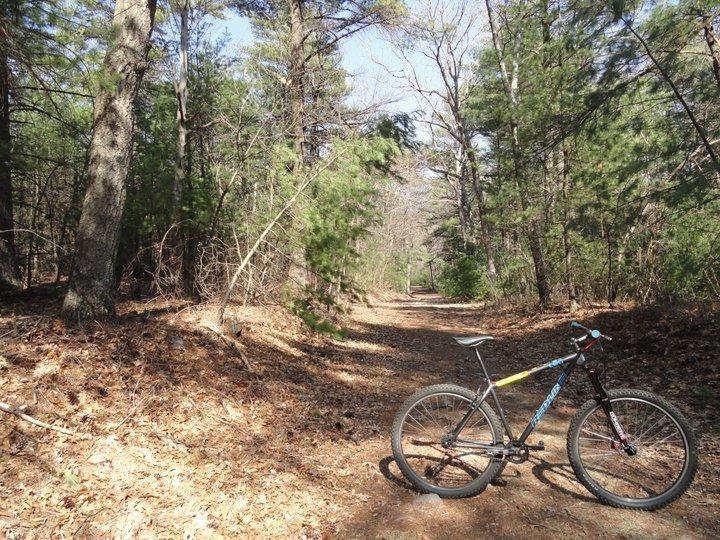 A mountain bike leaning against a tree on a dirt path surrounded by tall trees in a forest during daylight. The ground is covered with fallen leaves, and sunlight filters through the leaves above. Blue Hills mountain bike trail.