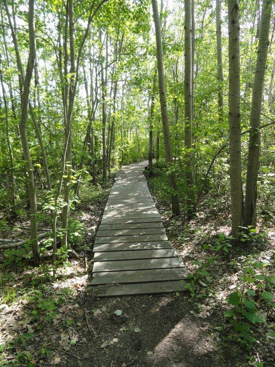 A wooden walkway meanders through a lush green forest, surrounded by tall trees and vibrant foliage, creating a serene and inviting path for walkers or nature enthusiasts. Cutler Park mountain bike trail.