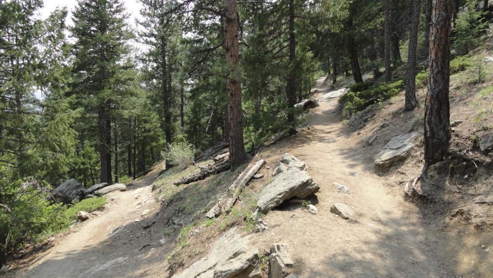 A winding dirt path through a dense forest of tall pine trees, with rocky outcrops and patches of green foliage lining the trail. The scene is sunlit, creating a serene and natural atmosphere. Bergen Peak mountain bike trail.