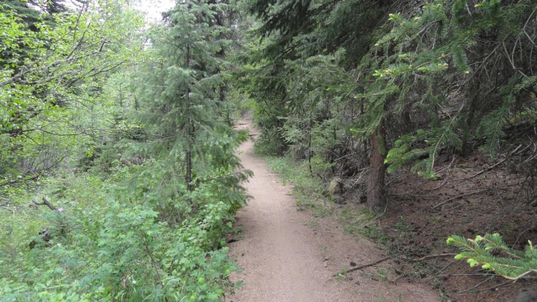 A winding dirt path surrounded by dense greenery and tall trees in a forested area. The trail is bordered by lush vegetation, creating a serene and peaceful outdoor setting. Colorado Trail: Green Mountain mountain bike trail.