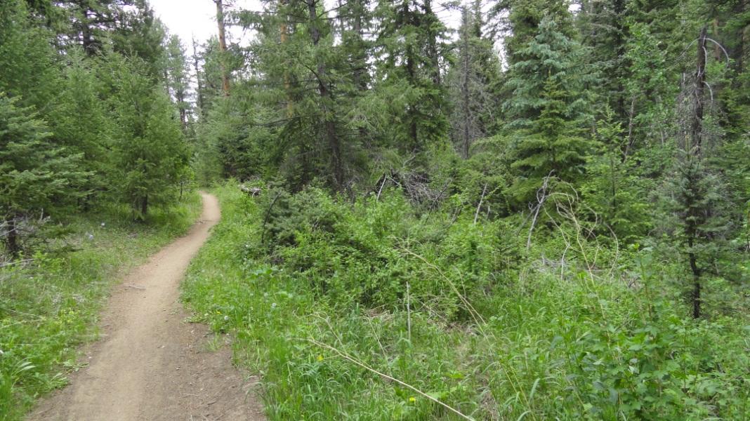 A narrow dirt path winding through a lush green forest, surrounded by tall trees and dense underbrush, creating a serene natural setting. Colorado Trail: Green Mountain mountain bike trail.