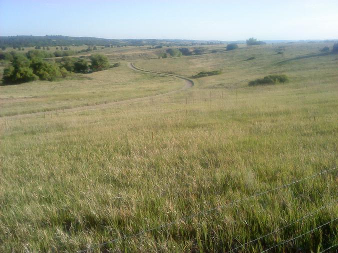 A serene landscape featuring rolling hills covered in tall grass, with a winding dirt path leading through the scene. The backdrop includes patches of trees and a clear sky, suggesting a peaceful natural setting. Columbine Open Space mountain bike trail.