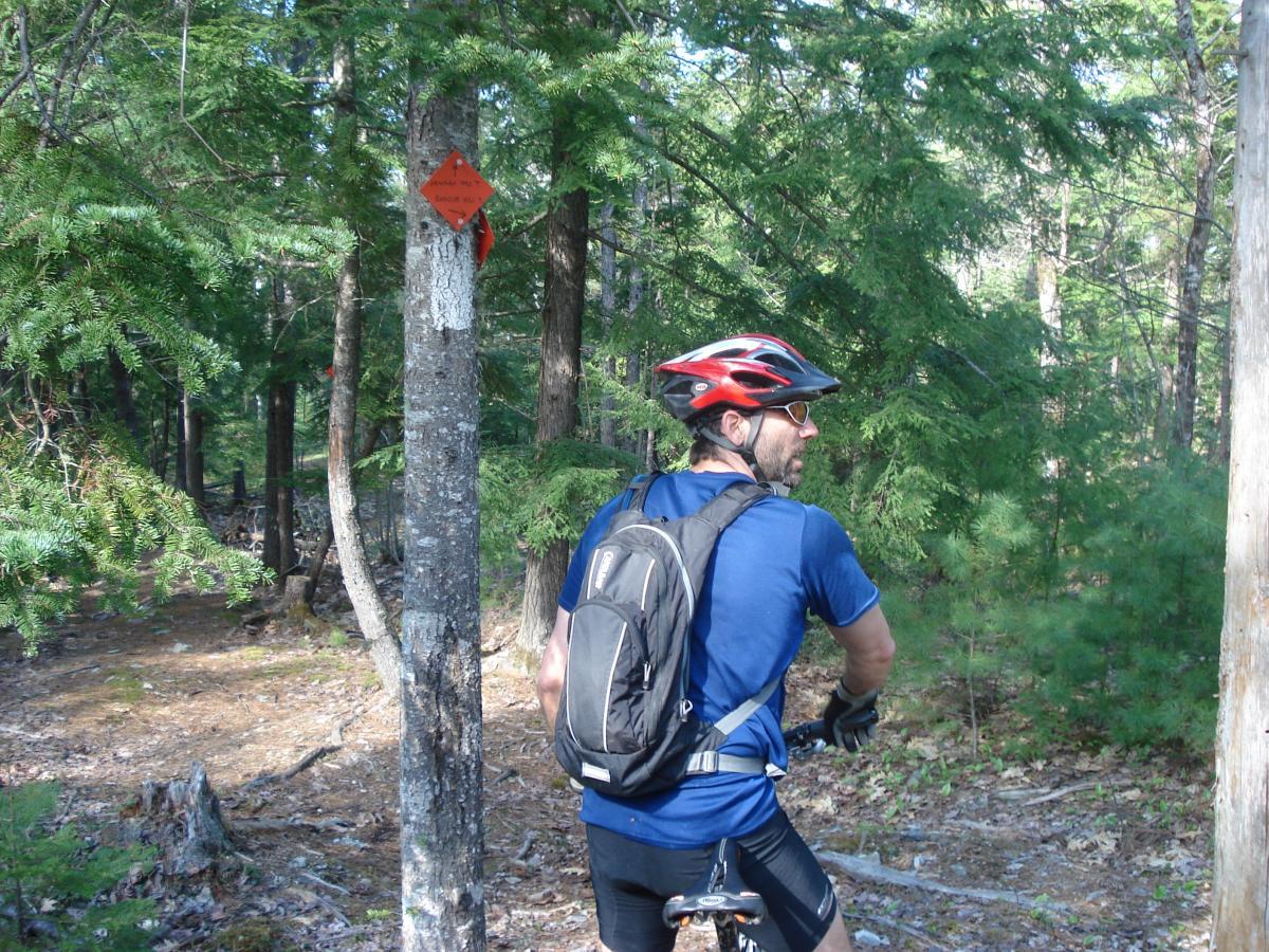 A person in a blue t-shirt and a helmet is riding a mountain bike on a forest trail. The background features tall trees and signs indicating the trail path. The individual is looking to the side, with a black backpack on their back. Sunlight filters through the trees, creating a serene outdoor atmosphere. Newman Hill mountain bike trail.