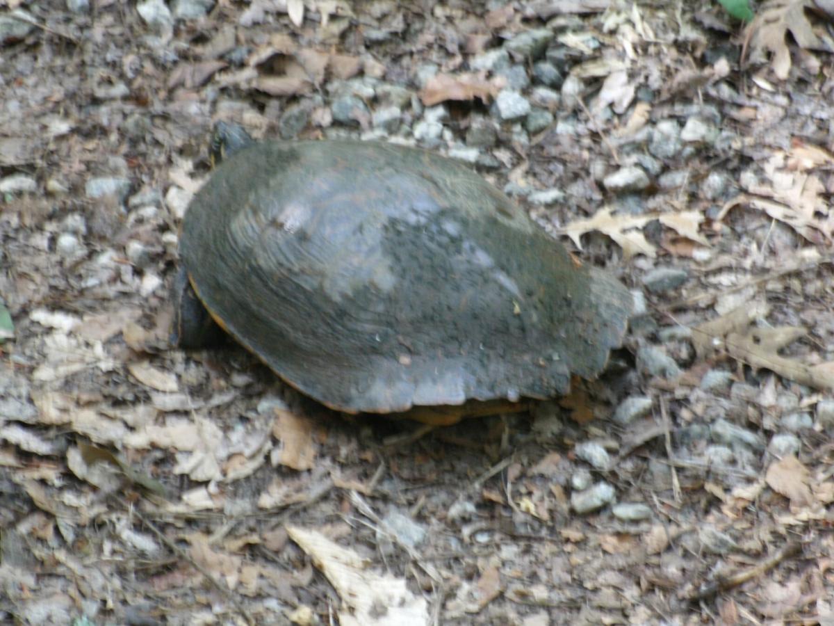 A turtle walking on a forest floor covered with leaves and small stones. The turtle's shell is dark and slightly raised, blending into the natural surroundings. Long Cane Horse Trail mountain bike trail.