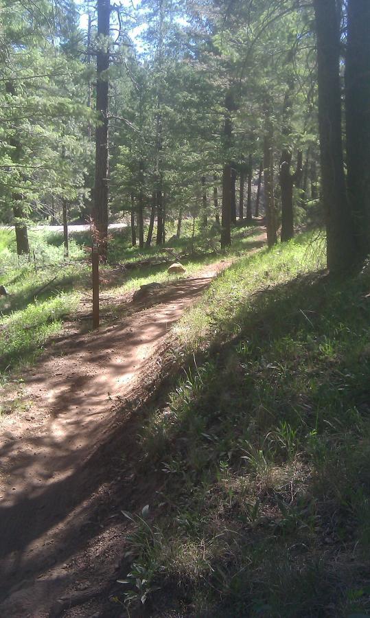 A winding dirt trail through a lush forest filled with tall trees and green grass, with sunlight filtering through the foliage. Schultz Creek mountain bike trail.