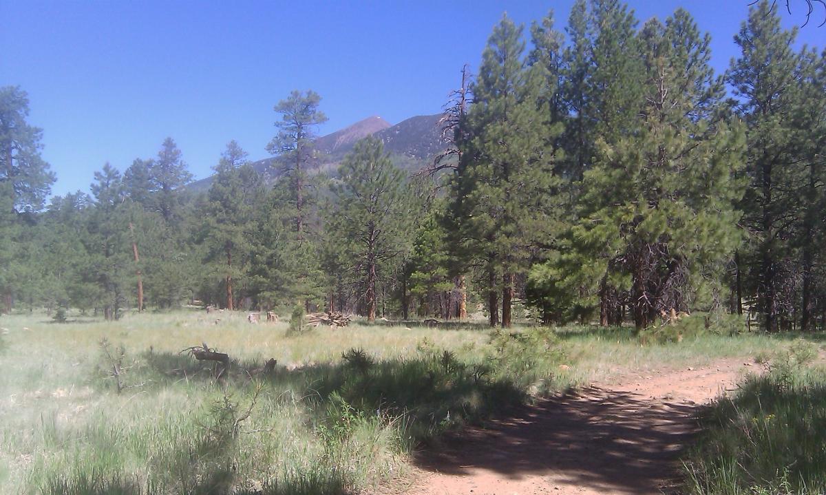 A scenic view of a dirt path winding through a lush forest with tall pine trees. In the background, a mountain peak is visible under a clear blue sky. The ground is covered with green grass, giving a peaceful and natural atmosphere. Schultz Creek mountain bike trail.