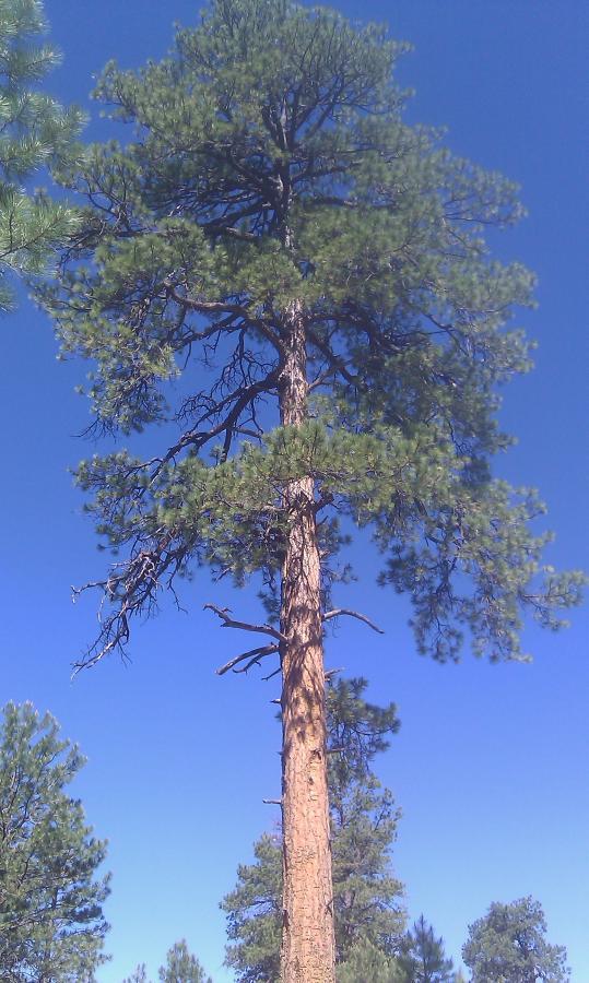 A tall evergreen tree with a tall, straight trunk and a lush canopy of green needles against a clear blue sky. The surrounding area features shorter trees and sparse foliage. Schultz Creek mountain bike trail.