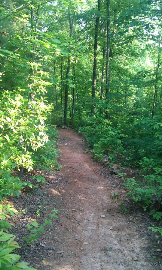 A dirt path winding through a lush, green forest, bordered by various shrubs and trees. Sunlight filters through the leaves, creating a serene outdoor atmosphere. Woolwine Trails [Shiners Revenge] mountain bike trail.
