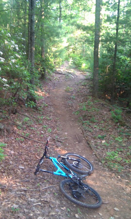 A blue mountain bike lies on its side on a dirt trail surrounded by trees and foliage, with patches of sunlight filtering through the leaves. The trail is narrow and covered with fallen leaves, suggesting a serene outdoor environment. Woolwine Trails [Shiners Revenge] mountain bike trail.