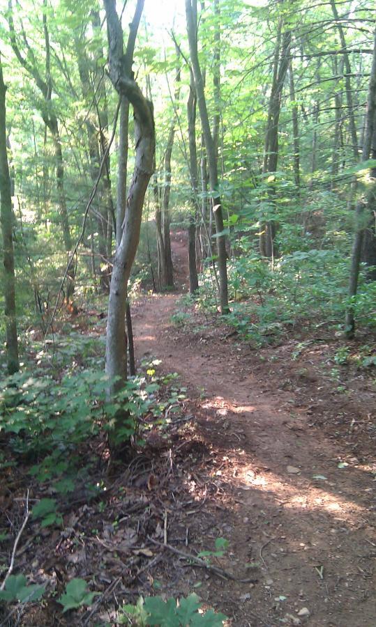 A winding dirt trail through a lush green forest, surrounded by trees and foliage, with dappled sunlight filtering through the leaves. Woolwine Trails [Shiners Revenge] mountain bike trail.