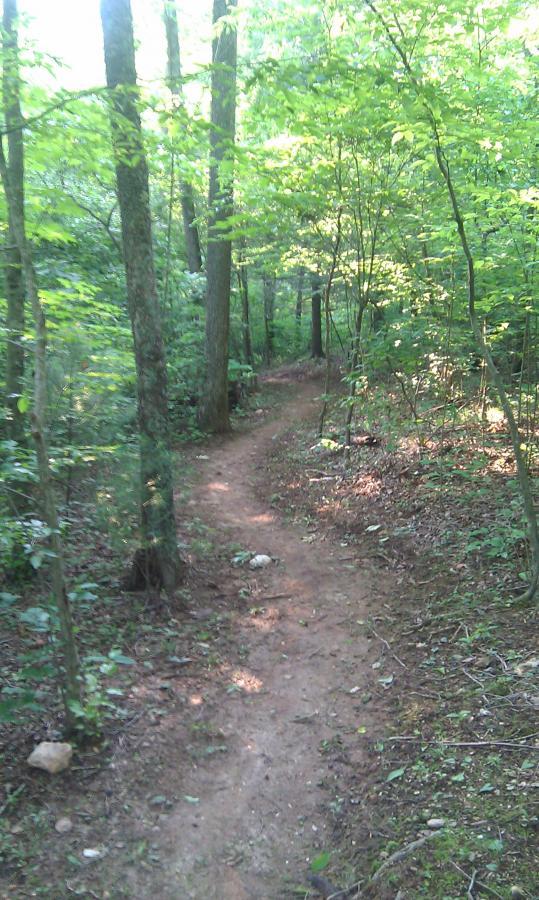 A narrow dirt path winding through a lush green forest, surrounded by tall trees and dense foliage. Sunlight filters through the leaves, creating a serene and inviting atmosphere. Woolwine Trails [Shiners Revenge] mountain bike trail.