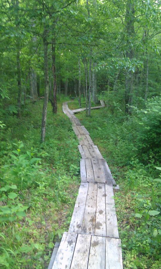 A winding wooden boardwalk pathway through a lush green forest, surrounded by trees and dense vegetation. The pathway is slightly elevated and curves into the distance, inviting exploration of the serene natural environment. Woolwine Trails [Shiners Revenge] mountain bike trail.