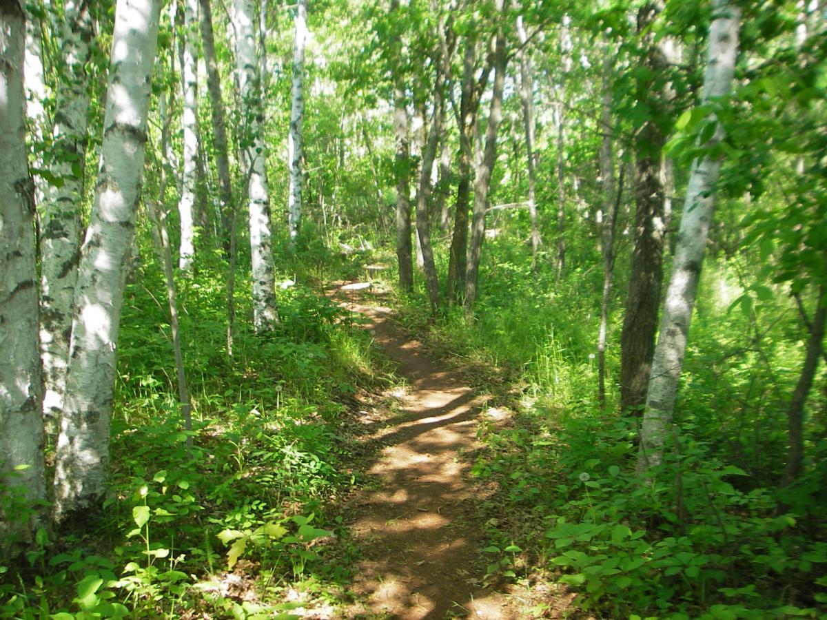 A winding dirt path through a lush green forest, flanked by tall, white-barked trees and dense underbrush, under bright sunlight. Cuyuna Lakes mountain bike trail.