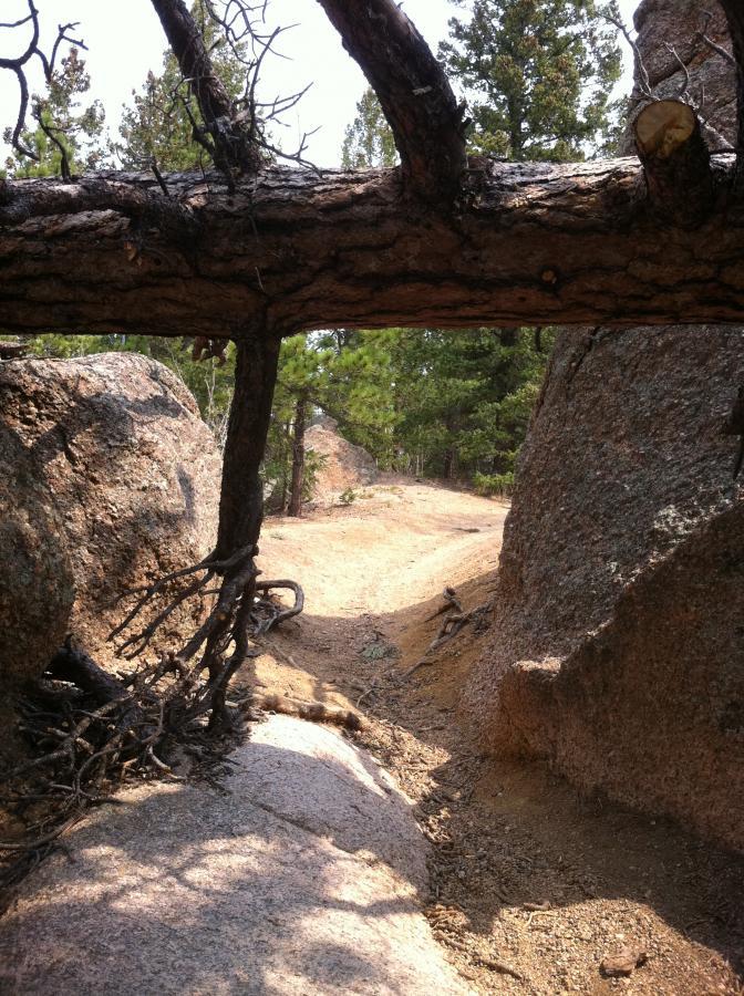 A natural landscape featuring a dirt path bordered by large rocks and a fallen tree branch overhead, with green trees in the background. The scene captures the beauty of a forested area. Rampart Reservoir mountain bike trail.