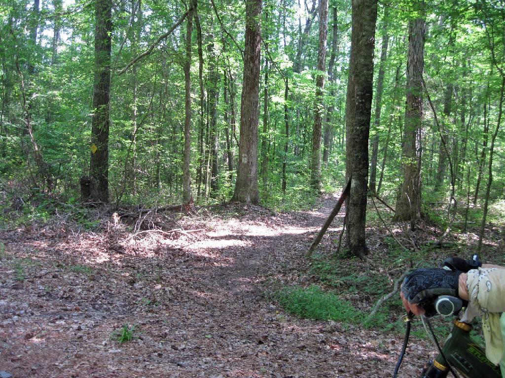 A sunlit forest path surrounded by tall trees, with dappled sunlight filtering through the leaves. The pathway, covered in leaves and small stones, leads into the dense greenery of the woods. A person's hand, partially visible in the foreground, holds a camera, indicating the scene is part of an outdoor adventure or exploration. Long Cane Horse Trail mountain bike trail.