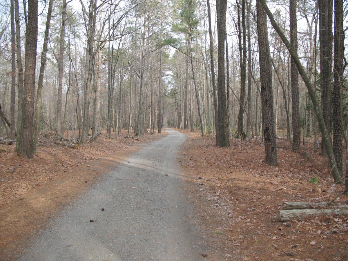 A serene gravel path winding through a forest with tall, bare trees and scattered pine needles on the ground, under a cloudy sky. Newport News Park mountain bike trail.
