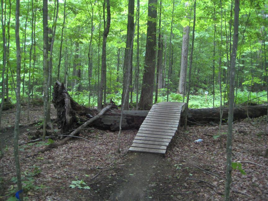 A wooden ramp leading over a fallen log, surrounded by lush green trees and foliage in a forest setting with leaf-covered ground. Crank'd mountain bike trail.