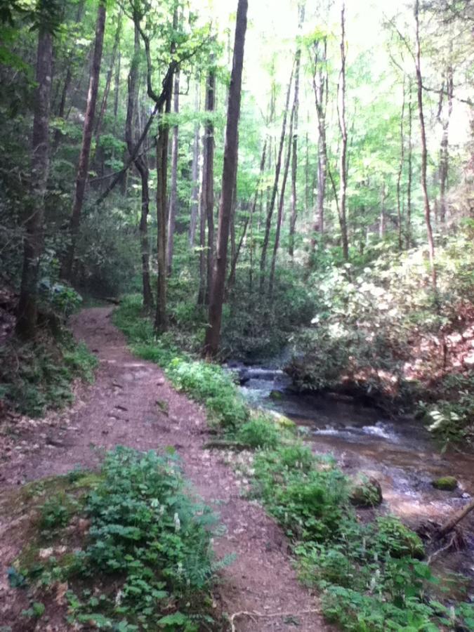 A winding dirt path surrounded by lush green trees, leading alongside a gentle stream in a serene forest setting. Sunlight filters through the leaves, creating a peaceful atmosphere. Bear Creek Trail mountain bike trail.