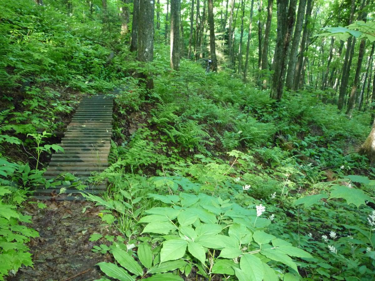 A narrow wooden bridge crossing a small divide in a lush, green forest, surrounded by ferns and undergrowth. Sunlight filters through the trees, illuminating the vibrant greenery. Bellevue Valley mountain bike trail.