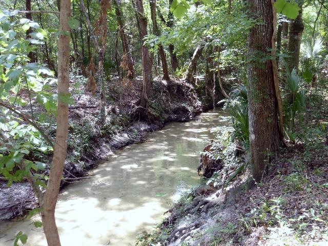 A tranquil scene of a narrow creek flowing through a dense forest. Tall trees with lush green foliage frame the waterway, while sunlight filters through the leaves, creating dappled shadows on the bank. The muddy water reflects the surrounding greenery, and various plants and roots line the edges of the creek, emphasizing the natural environment. Sweetwater Preserve mountain bike trail.