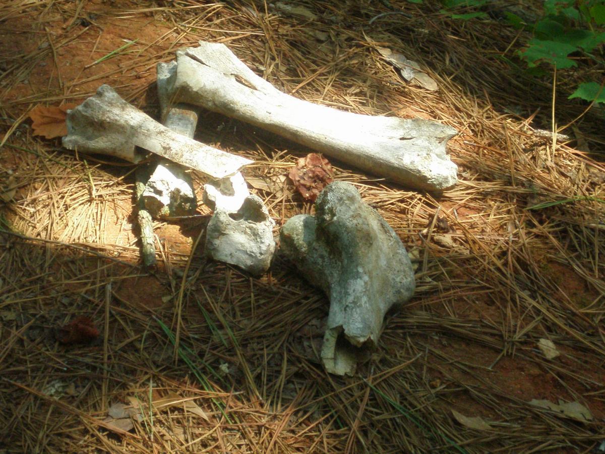 A collection of animal bones scattered on the forest floor, surrounded by pine needles and muted foliage, with soft sunlight illuminating some of the bones. Harbins Park mountain bike trail.