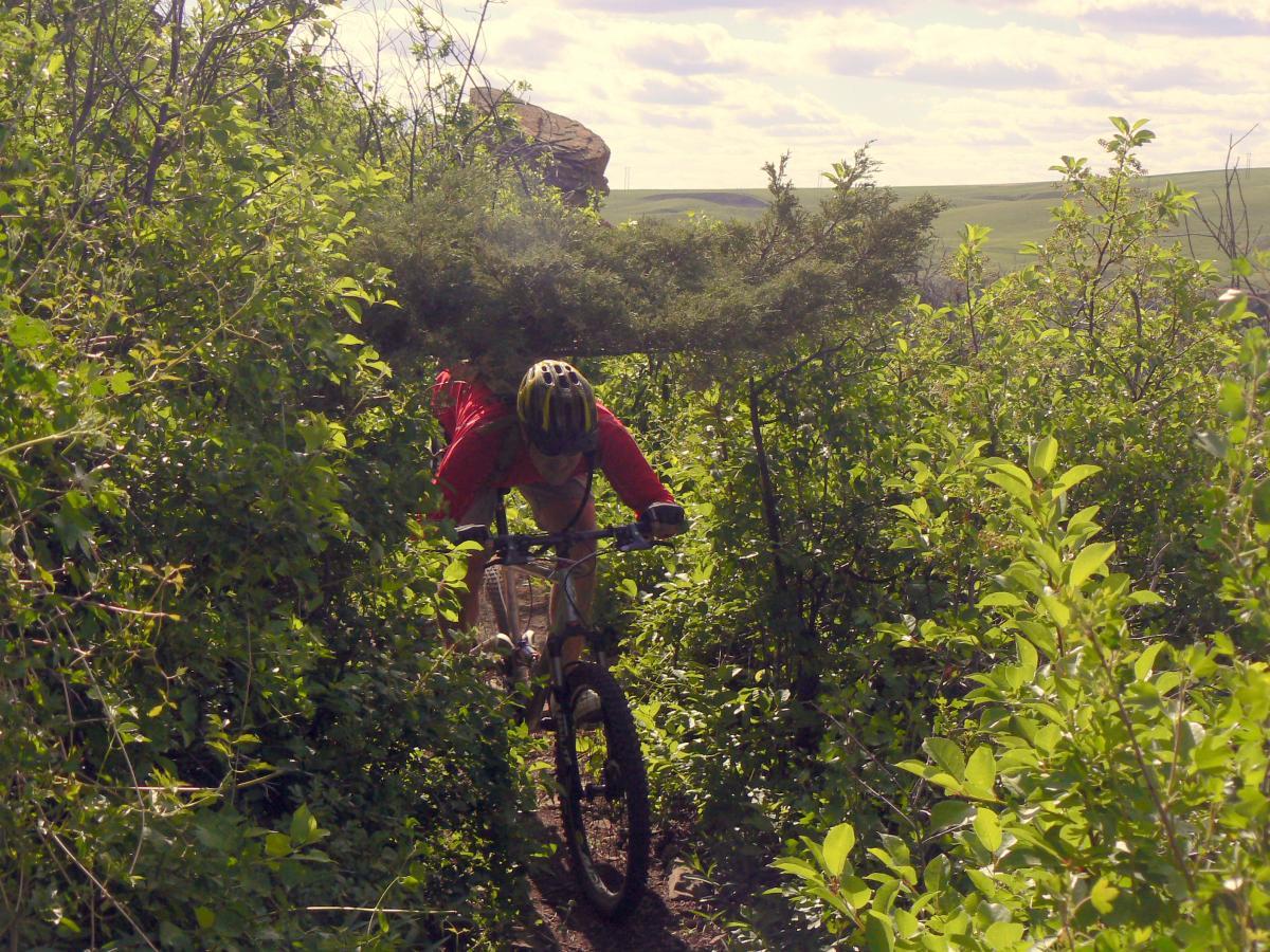 A mountain biker navigating through a narrow, overgrown trail surrounded by green bushes and plants on a sunny day. The biker is leaning forward, dressed in a red jersey and wearing a helmet, as they maneuver the bike along the dirt path. River