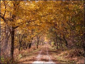 A serene dirt path surrounded by tall trees with vibrant yellow and orange autumn leaves, leading into the distance. The ground is covered with fallen leaves, creating a picturesque fall scene. Wabash Trace Nature Trail mountain bike trail.