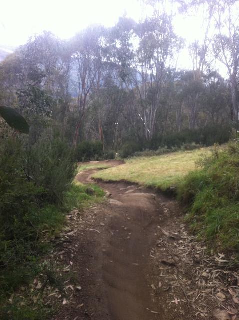 A winding dirt trail through a wooded area, surrounded by green grass and tall trees. The path curves to the right, leading into a shaded forest backdrop. Soft natural light filters through the canopy, creating a tranquil outdoor setting. Thredbo Village Xc mountain bike trail.