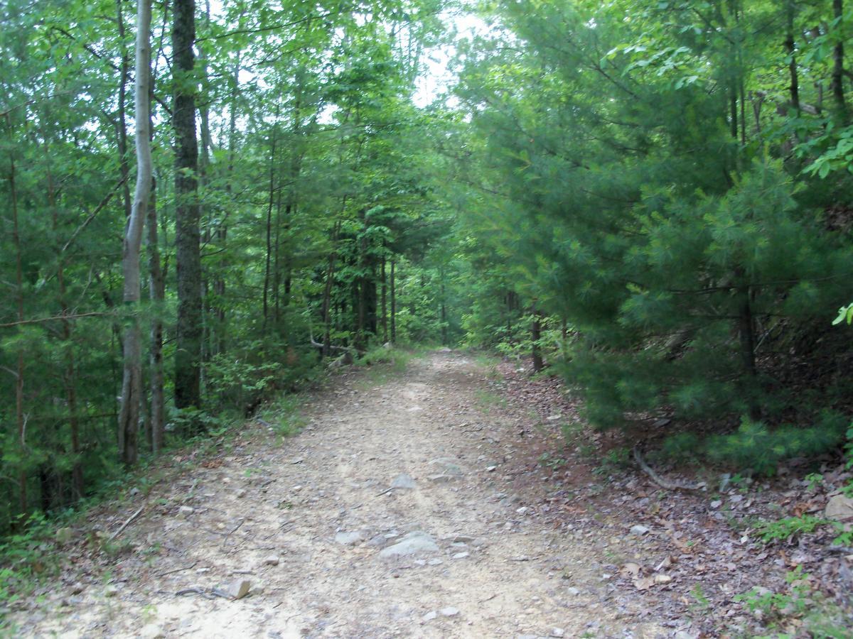 A dirt path winding through a lush green forest, bordered by trees on both sides, with a mix of pine and deciduous trees. The ground is slightly uneven with scattered rocks and patches of fallen leaves. The scene is serene, indicative of a peaceful hiking trail. Chilhowee trail system mountain bike trail.