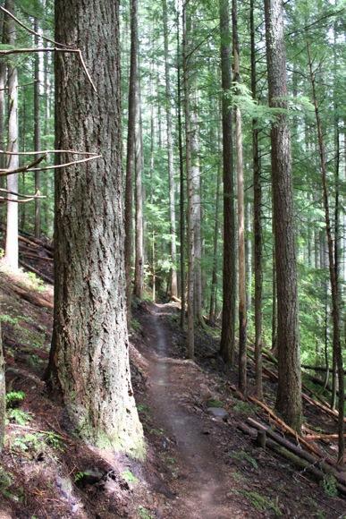 A narrow dirt path winding through a dense forest of tall evergreen trees, with sunlight filtering through the foliage. The path is bordered by thick tree trunks and underbrush, creating a serene and tranquil natural environment. Sandy Ridge mountain bike trail.