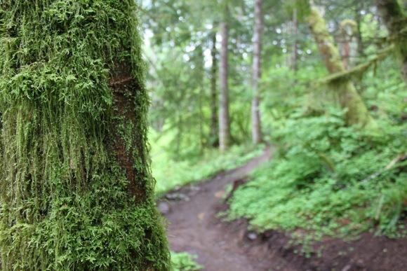 A close-up view of a moss-covered tree trunk, with a winding path visible in the background, surrounded by lush greenery and tall trees in a forest setting. Sandy Ridge mountain bike trail.