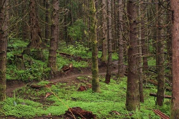 A tranquil forest scene featuring tall trees with slender trunks, surrounded by lush green undergrowth. A winding dirt path meanders through the woods, inviting exploration. The atmosphere appears serene and natural, with patches of vibrant greenery contrasting against the earthy tones of the forest floor. Sandy Ridge mountain bike trail.