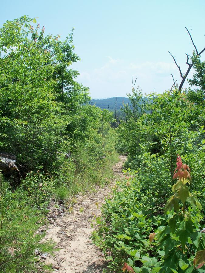 A narrow dirt path winding through lush greenery under a clear blue sky, with trees and shrubs lining both sides, leading towards distant hills. Chilhowee trail system mountain bike trail.