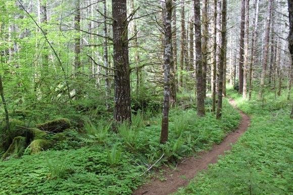 A winding dirt path through a lush green forest, lined with tall trees and dense underbrush. The scene is filled with vibrant vegetation, including ferns, creating a serene, natural atmosphere. Sunlight filters through the tree canopy, illuminating the trail that leads deeper into the woods. Tillamook State Forest mountain bike trail.