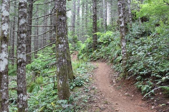 A winding dirt path through a dense forest, lined with tall trees and lush green foliage. The scene is vibrant with various shades of green, showcasing the natural beauty of the woodland environment. Tillamook State Forest mountain bike trail.