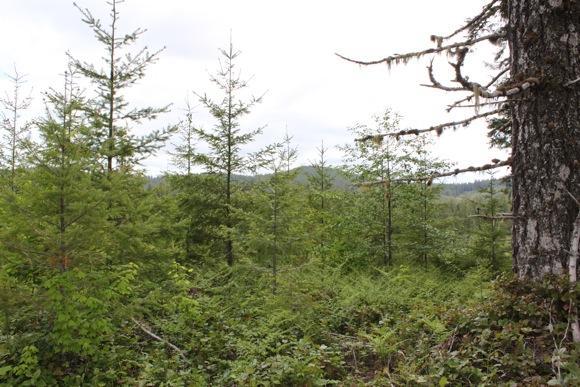 A dense forest landscape featuring young evergreen trees and lush undergrowth, with a cloudy sky overhead. The scene captures a serene natural environment, indicating a hilly terrain in the background. Tillamook State Forest mountain bike trail.