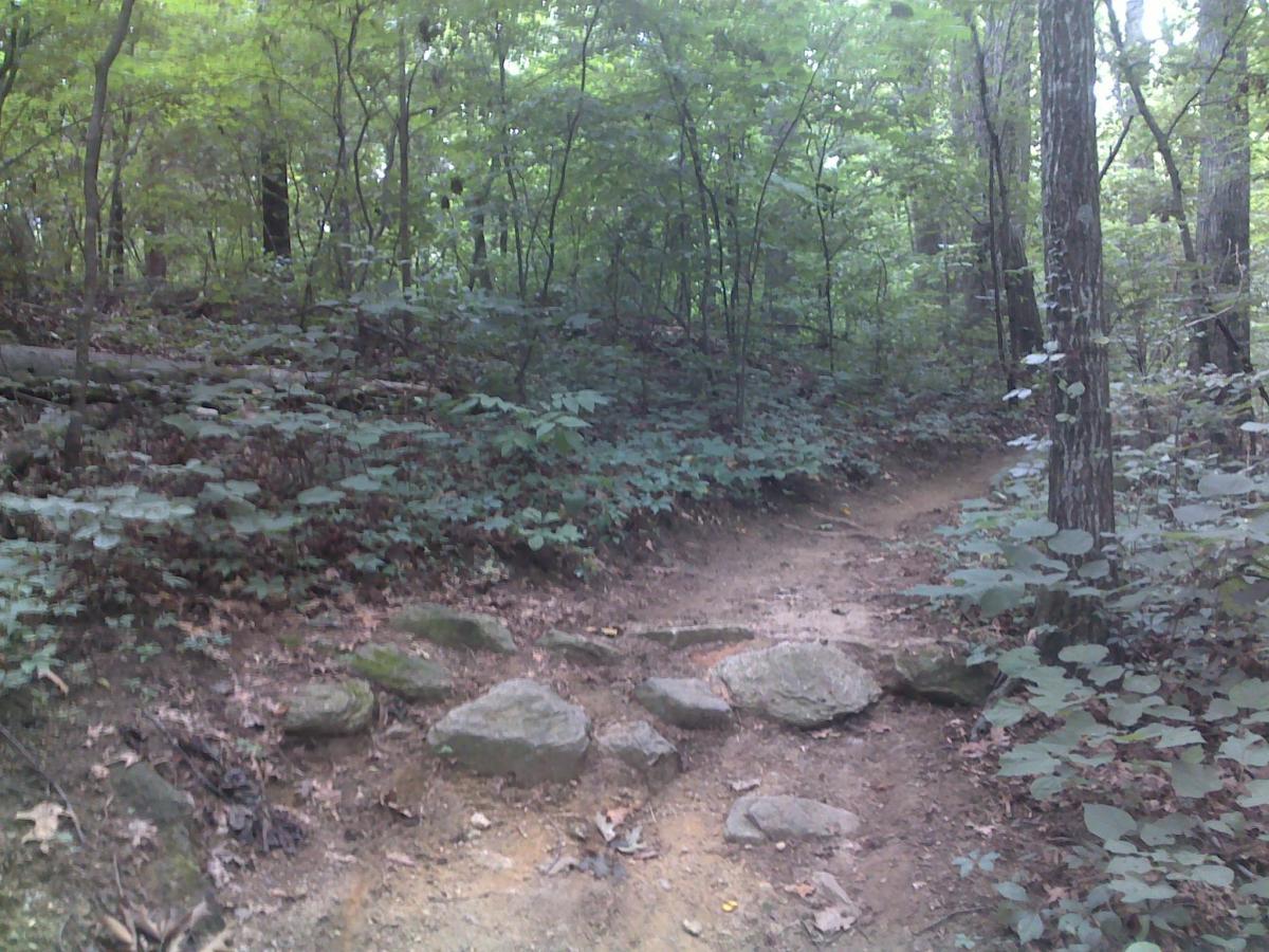 A narrow dirt trail winding through a lush, green forest, surrounded by trees and foliage. The path features scattered rocks and patches of bare earth, indicating natural wear from foot traffic. Hobby Park mountain bike trail.