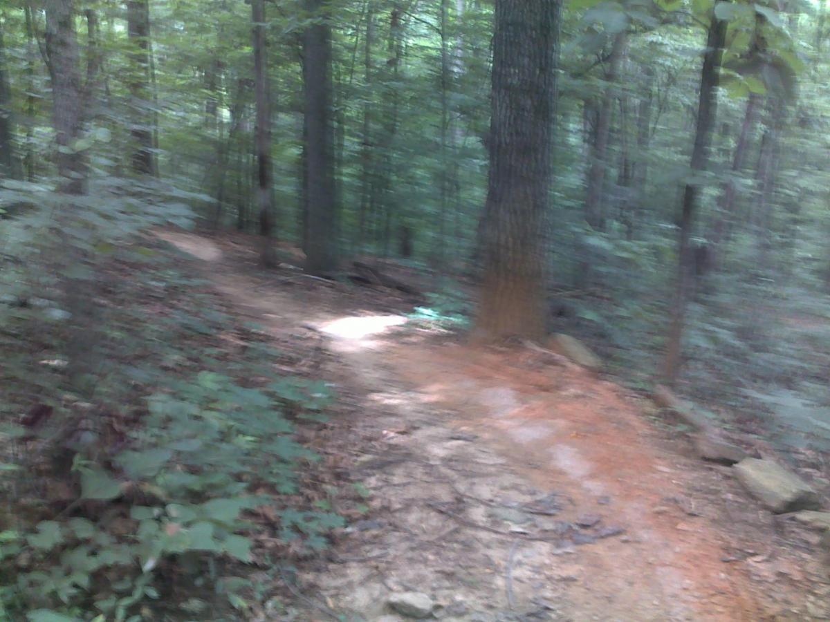 A winding dirt path through a dense forest, surrounded by tall trees and lush green foliage. The scene is slightly blurred, suggesting movement or a lack of focus. Sunlight filters through the trees, illuminating parts of the path. Hobby Park mountain bike trail.