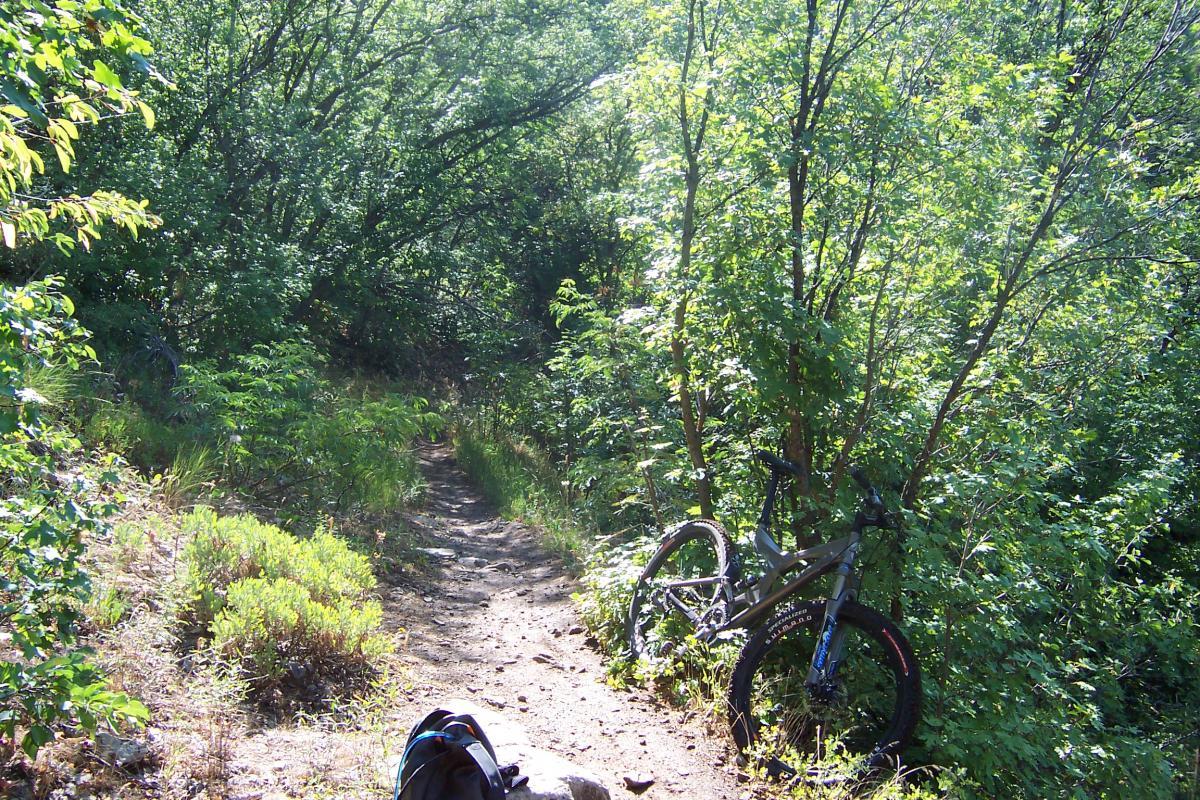 A narrow, winding dirt trail surrounded by dense green vegetation, with a mountain bike resting against a bush on the right side. Sunlight filters through the trees, creating a natural and vibrant outdoor scene. A small backpack is partially visible on the ground nearby. Jardine Juniper mountain bike trail.