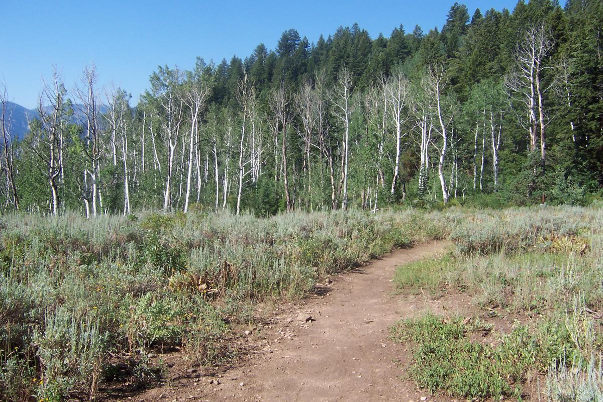 A dirt path winding through a grassy clearing, surrounded by a mix of young and mature trees, including tall, white-trunked aspens and dense evergreen forests in the background under a clear blue sky. Jardine Juniper mountain bike trail.